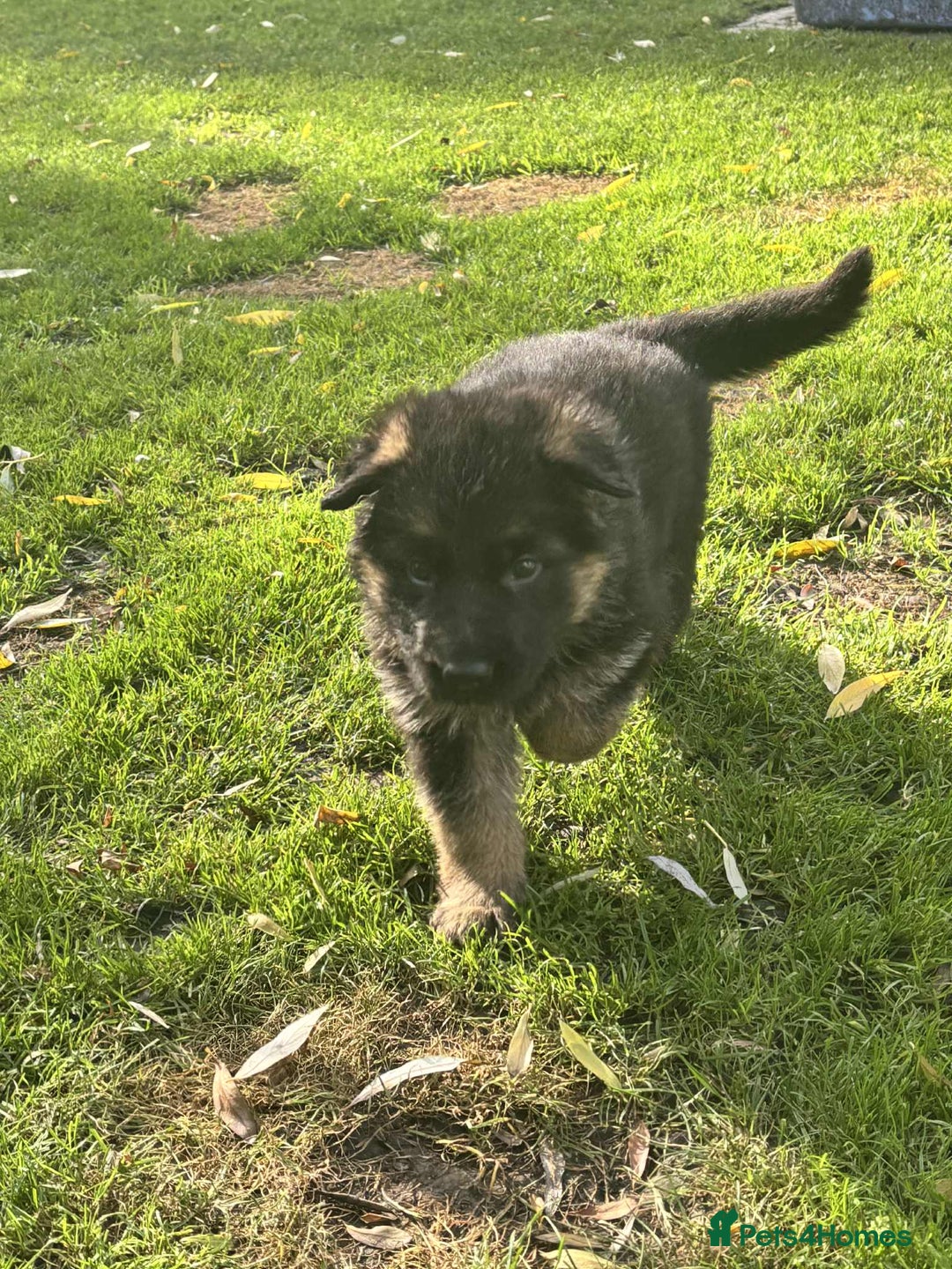 German Shepherd dogs for sale: German Shepherd Puppies KC registered - Image 17