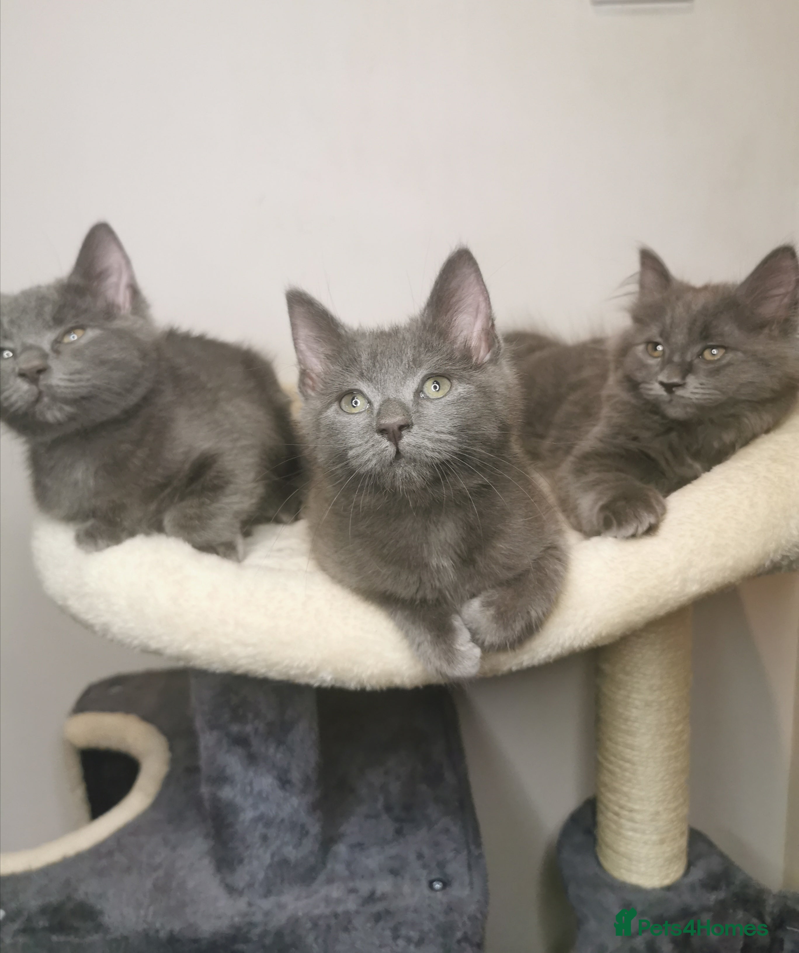 Ragdoll cats Gorgeous Ragdoll BSH kittens - Advert 2