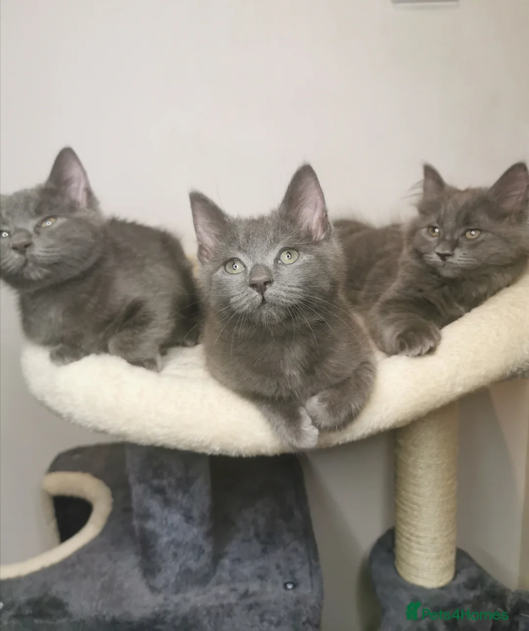 Ragdoll cats for sale: Gorgeous Ragdoll BSH kittens - Advert 1