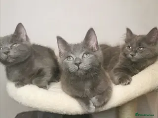 Ragdoll cats Gorgeous Ragdoll BSH kittens - Advert 1