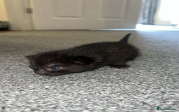 Bengal cats for sale: 5 bengal kittens looking for a loving home  - Image 6