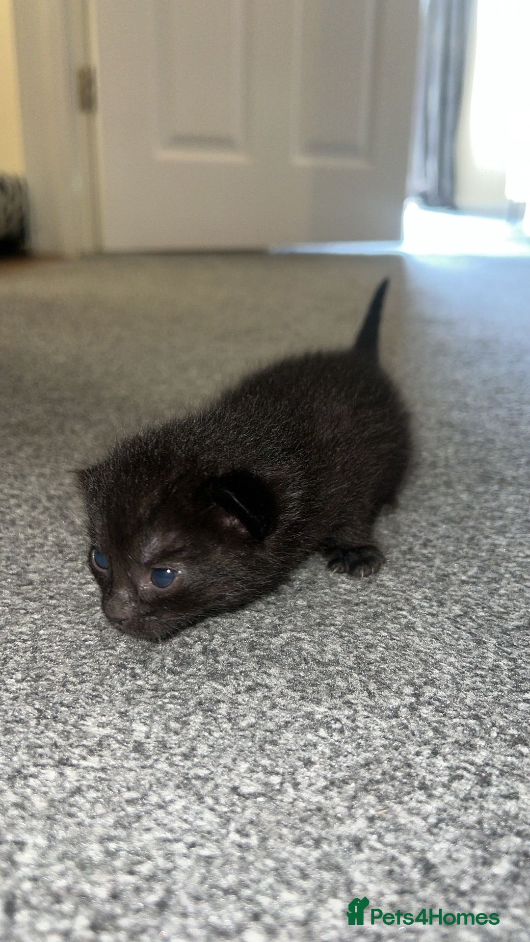 Bengal cats for sale: 5 bengal kittens looking for a loving home  - Image 6