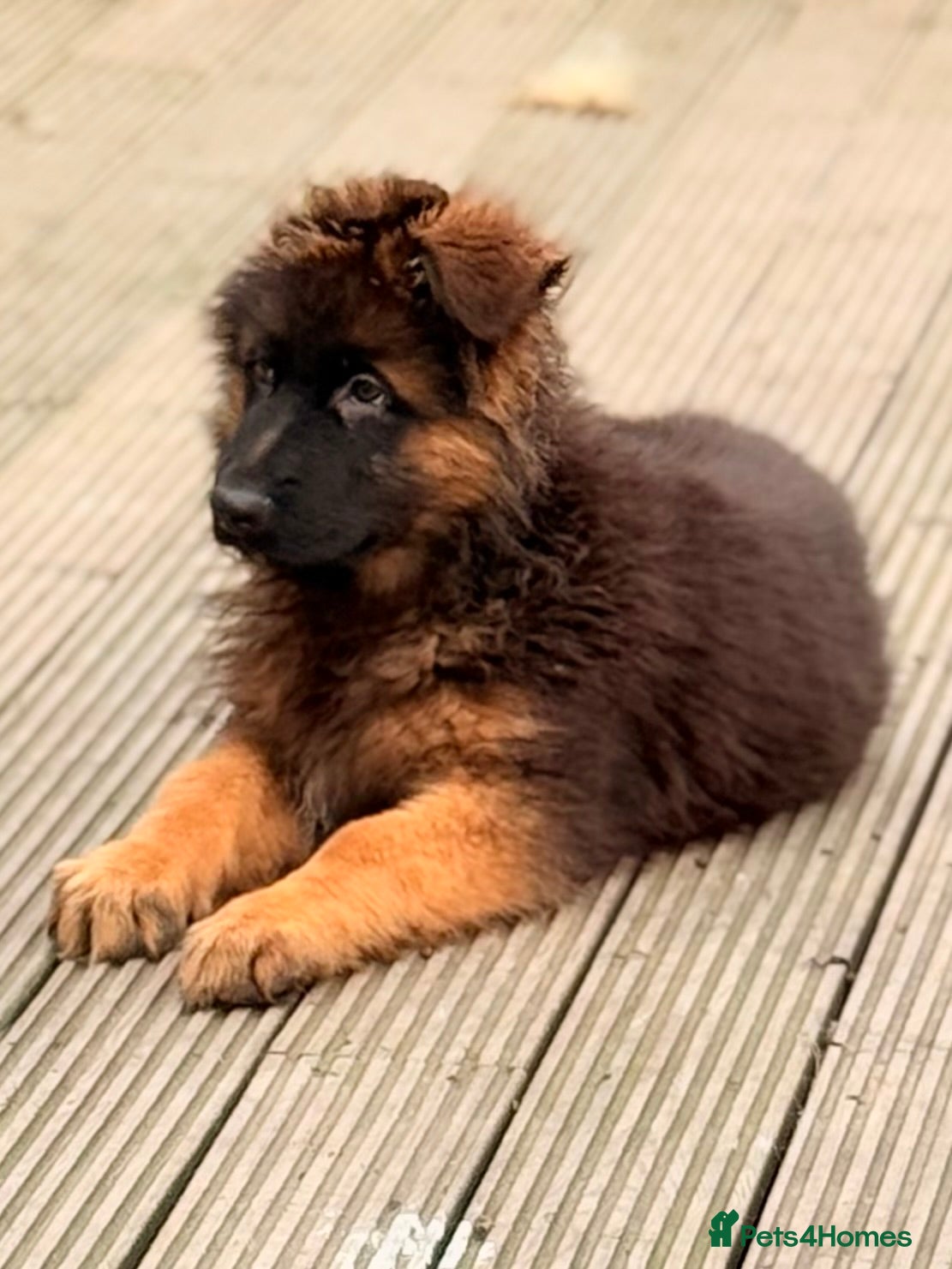 German Shepherd dogs ⭐️German Shepherd long haired puppies⭐️ - Advert 8