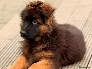 German Shepherd dogs ⭐️German Shepherd long haired puppies⭐️ - Advert 8