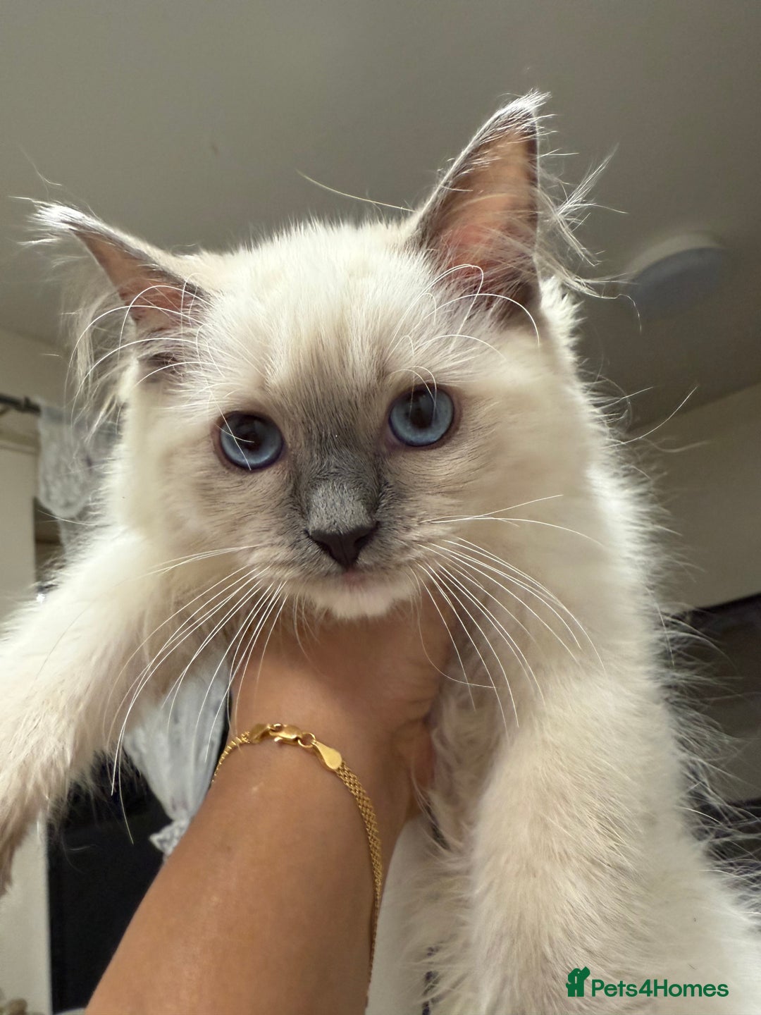 Ragdoll cats for sale: Ragdoll babies  in Barking - Image 3