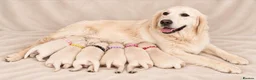 Golden Retriever dogs for sale: Exceptional Golden Retriever Show Type Puppies in Gainsborough - Advert 4