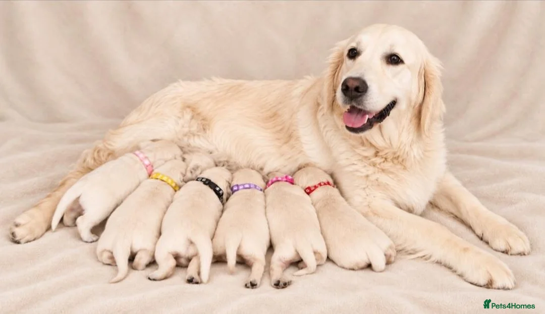 Golden Retriever dogs for sale: Exceptional Golden Retriever Show Type Puppies in Gainsborough - Advert 4