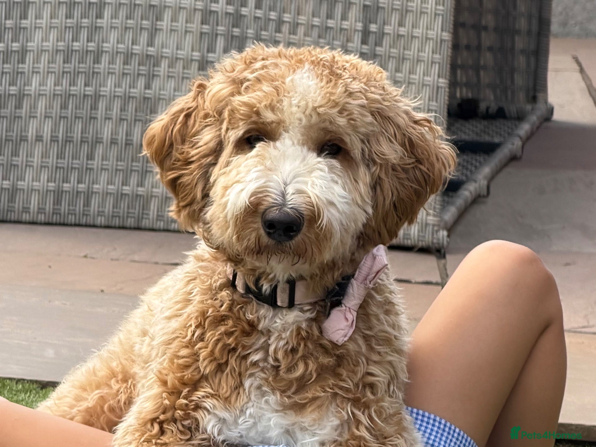 Labradoodle dogs Stunning Doodles Mini\Small Medium  - Advert 1