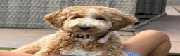 Labradoodle dogs for sale: Stunning Doodles Mini\Small Medium  - Advert 1