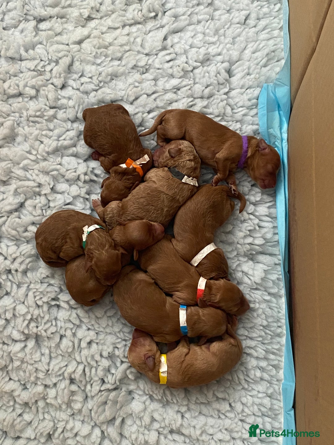 Mixed Breed dogs for sale: Miniature Double Doodles - Advert 3