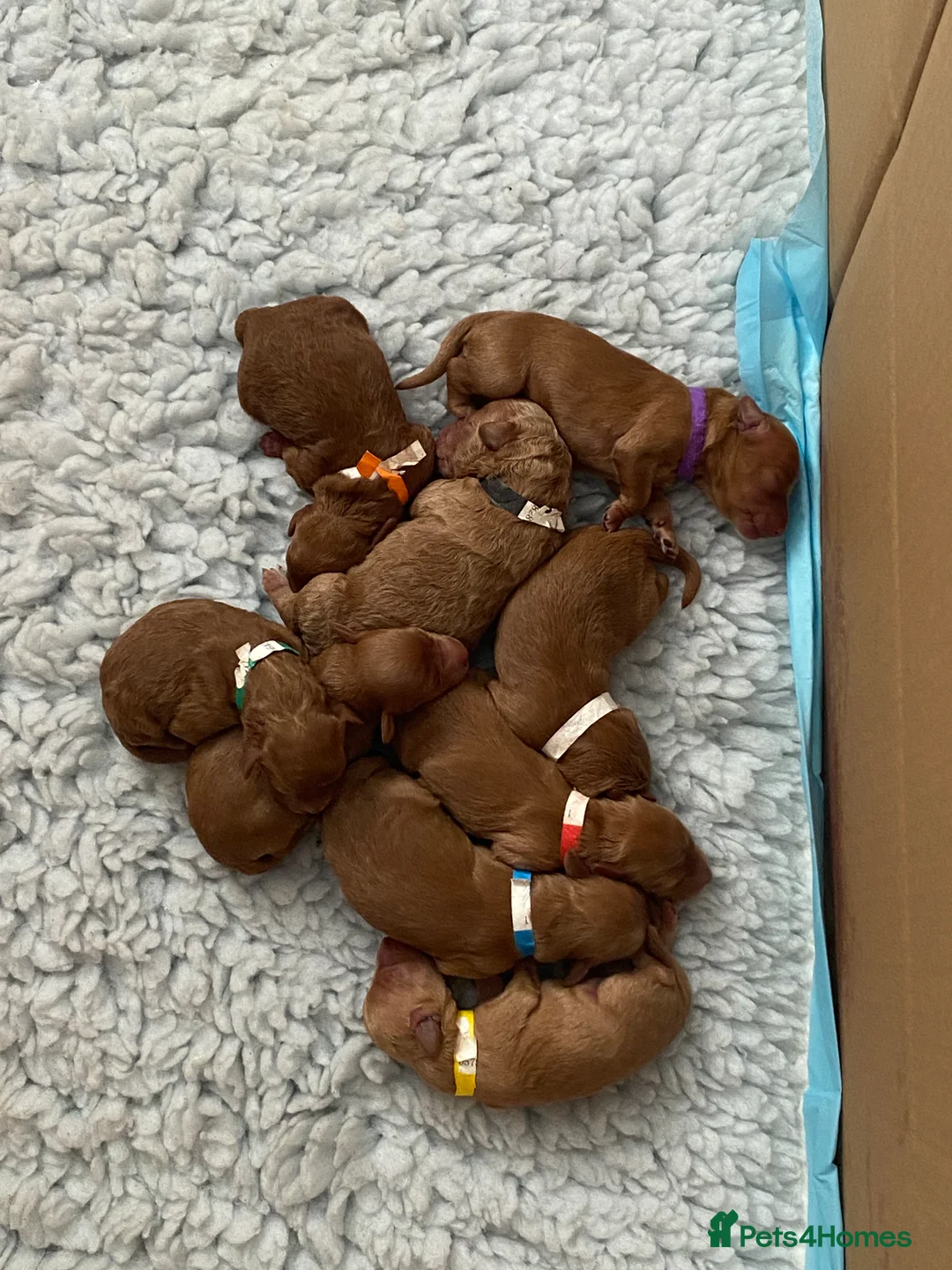 Mixed Breed dogs for sale: Miniature Double Doodles - Advert 10