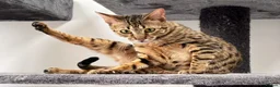 Savannah cats for sale: Sittingpretty TigerLily F5 SBT Savannah female - Advert 18