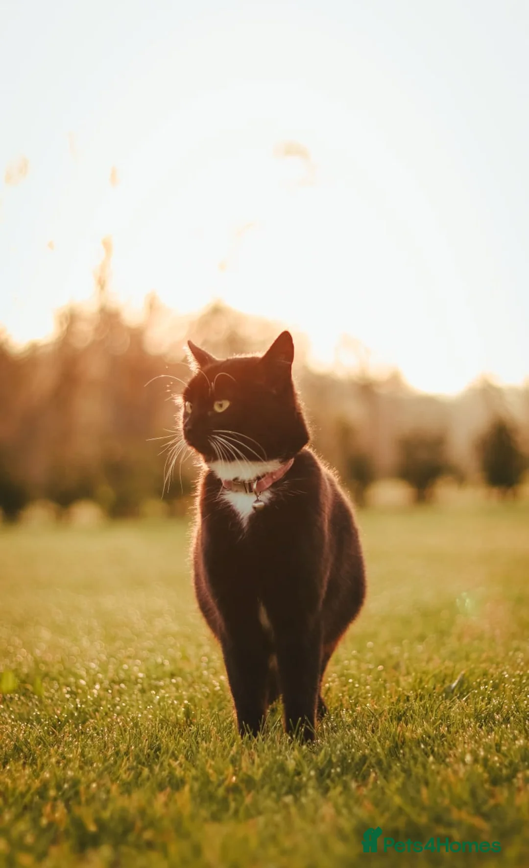 Mixed Breed cats for sale: Black adolescent Kitten in Hereford - Advert 1