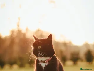 Mixed Breed cats Black adolescent Kitten - Advert 3