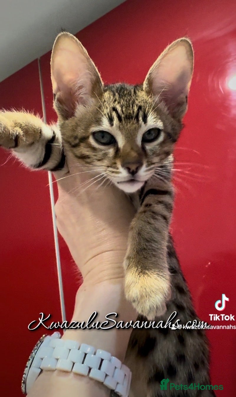 Savannah cats Excellent Quality Tica Registered Purebred kittens - Advert 4