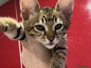 Savannah cats Excellent Quality Tica Registered Purebred kittens - Advert 4