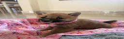 Japanese Shiba Inu dogs for sale: Six Beautiful Red Shiba Inu Puppies  ❤️🐾 - Advert 2