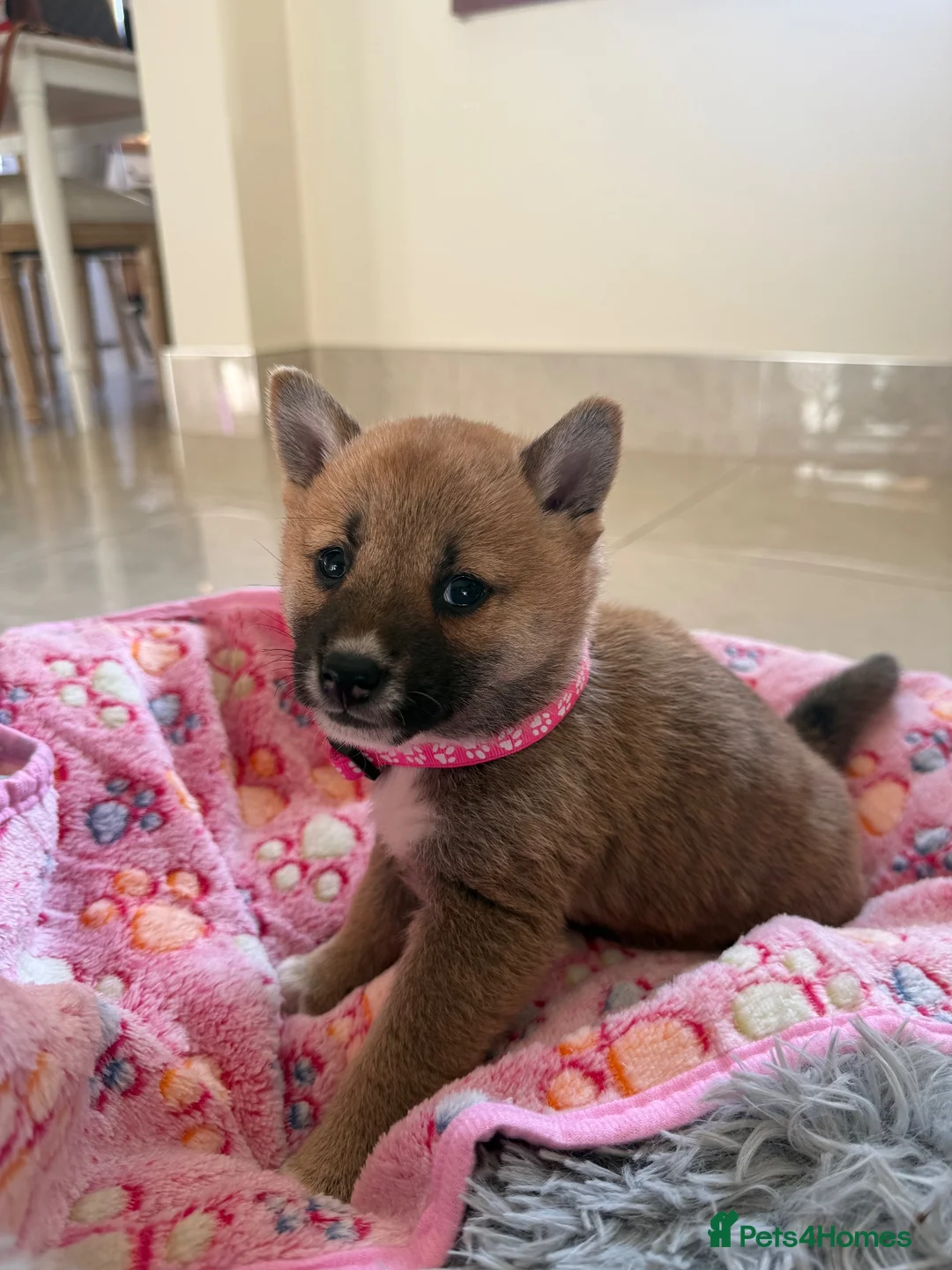 Japanese Shiba Inu dogs for sale: Six Beautiful Red Shiba Inu Puppies  ❤️🐾 - Advert 2