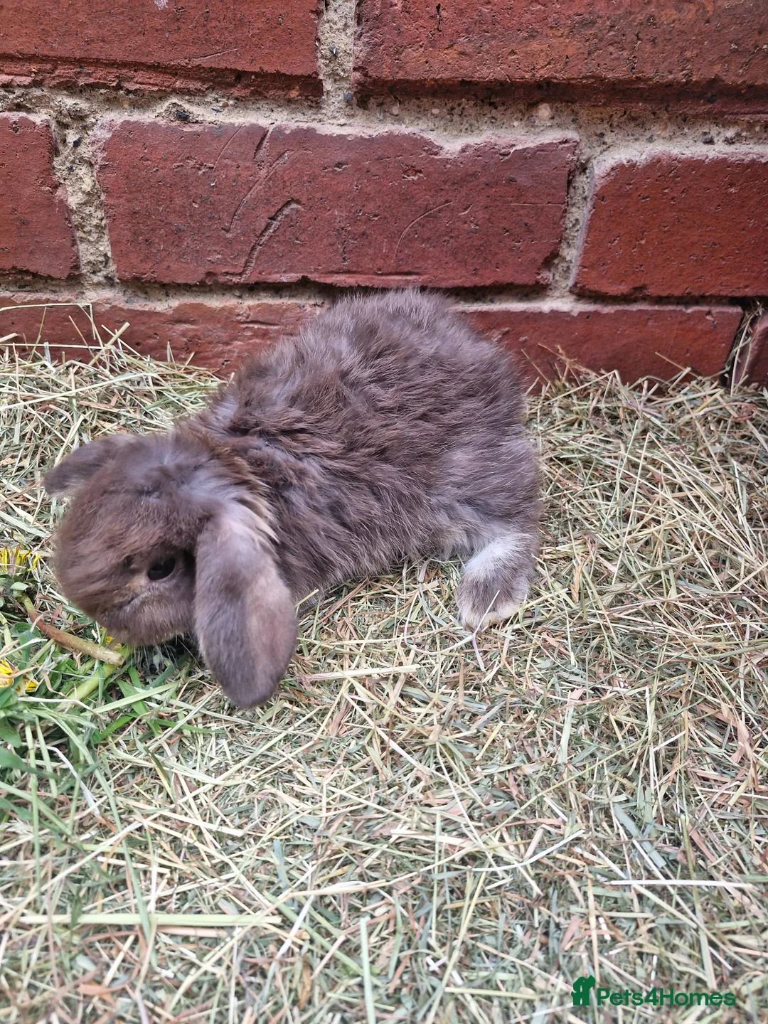 Mini Lop rabbits for sale: ** mini lops ready now ** - Advert 1