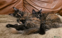 Maine Coon cats for sale: ❤️ Stunning ❤️ GCCF Registered Maine Coon Kittens - Image 8