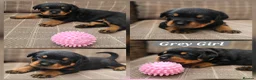 Rottweiler dogs for sale: Champion Bloodline German Rottweiler Puppies - Advert 9
