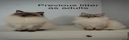 Ragdoll cats for sale: GCCF Registered Ragdoll Kittens - Advert 28