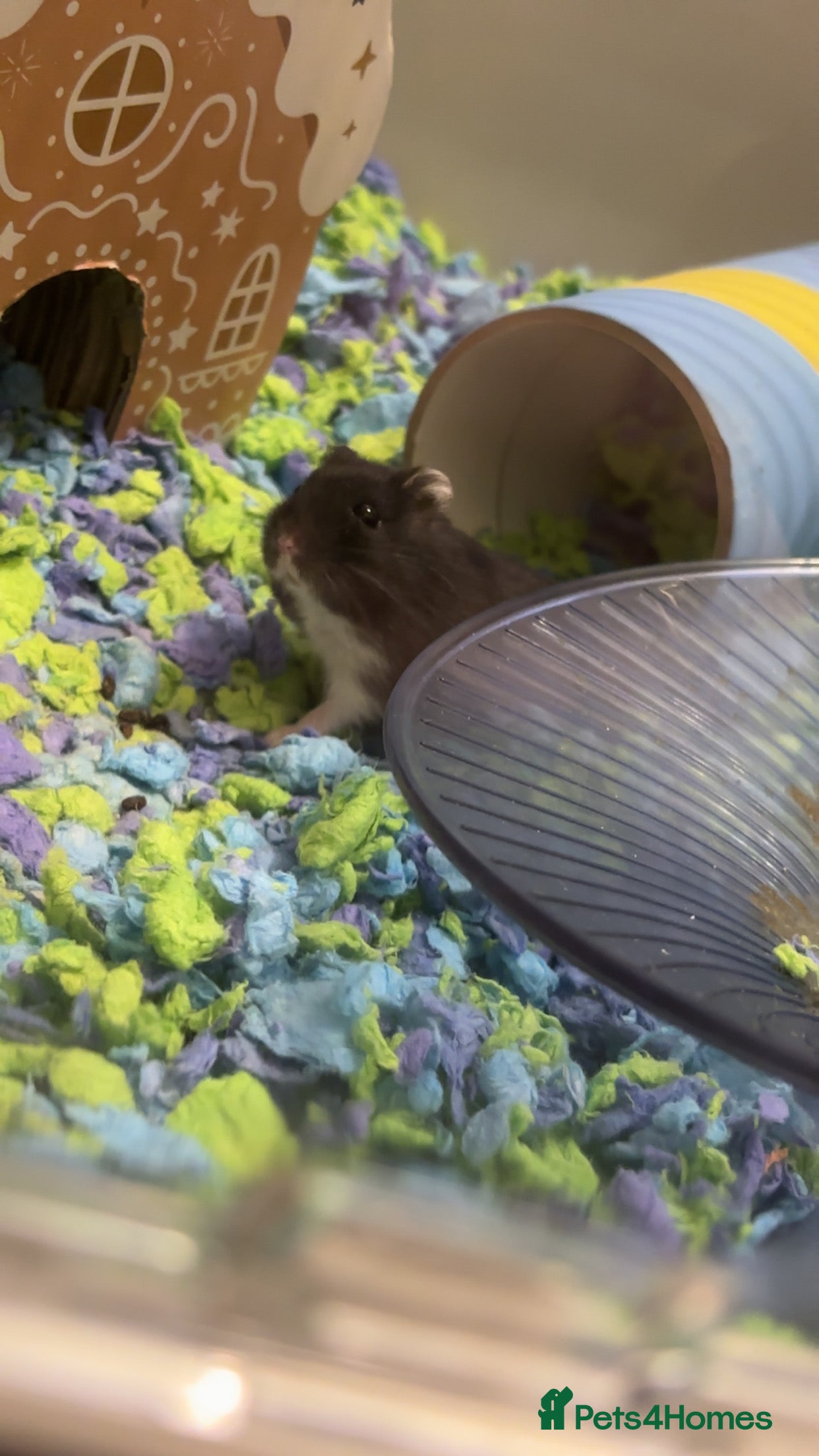 Hamster rodents black dwarf hamster - Advert 1