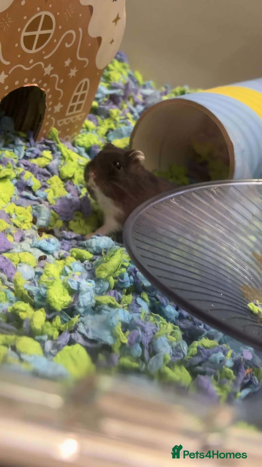 Hamster rodents for sale: black dwarf hamster - Advert 1