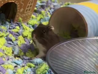 Hamster rodents black dwarf hamster - Advert 1