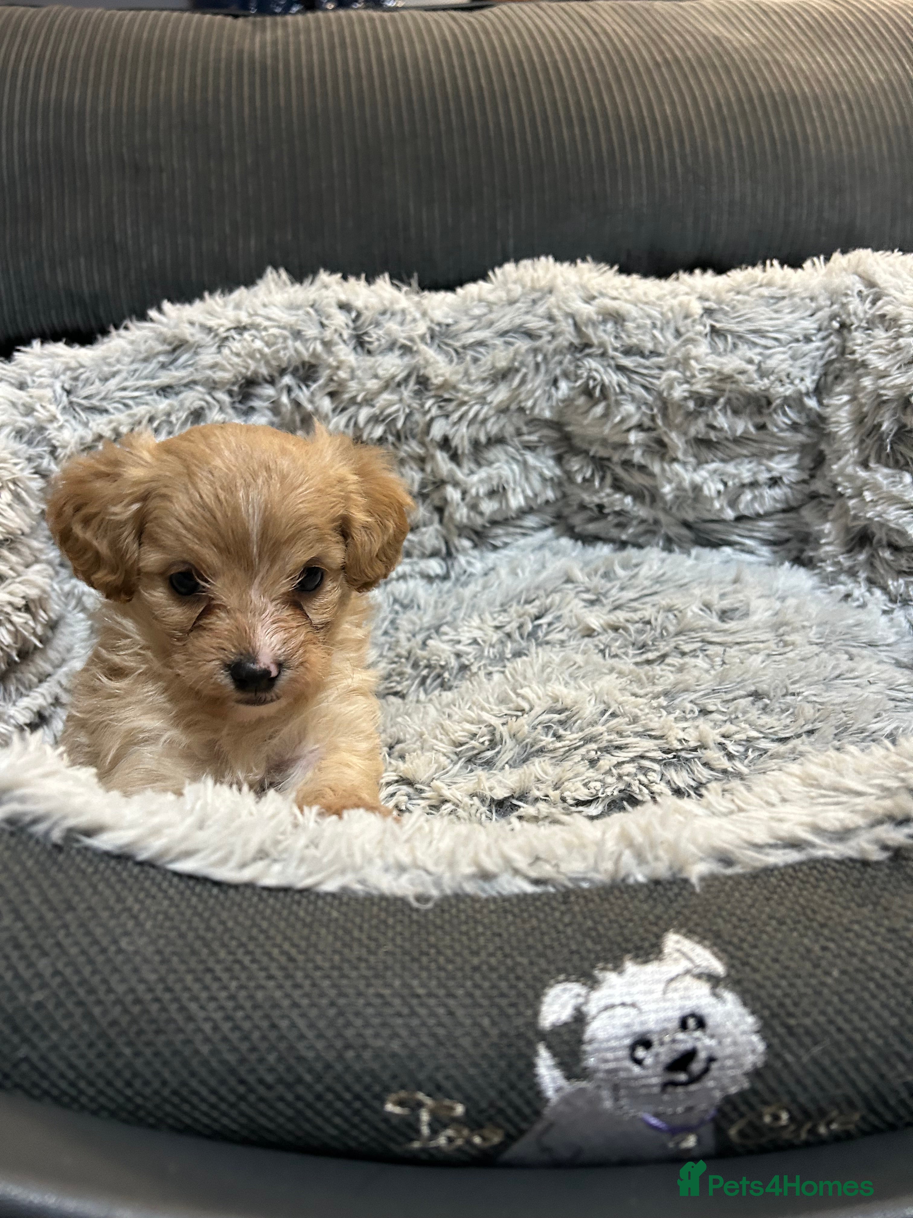 Chipoo dogs Poochis (poodle chihuahua mix) - Advert 1