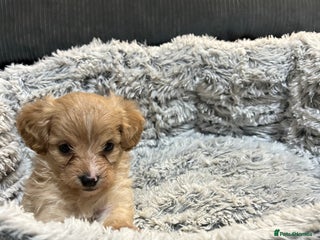 Chipoo dogs Poochis (poodle chihuahua mix) - Advert 1