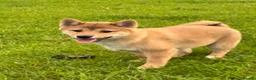 Japanese Shiba Inu dogs for sale: REDUCED Pure bred Shiba Inu Puppies - Advert 10
