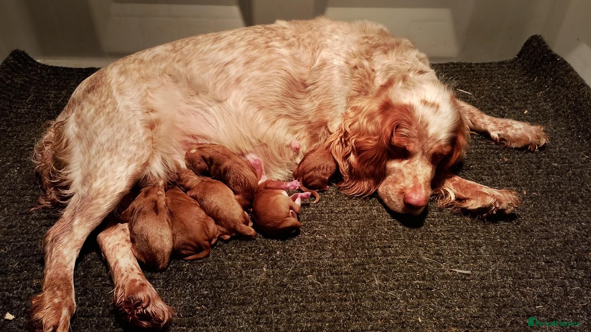 Cockapoo dogs Cockapoo puppies  - Advert 1