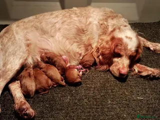 Cockapoo dogs Cockapoo puppies - Advert 2