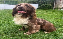 Cocker Spaniel dogs for stud: MERLE cocker spaniel at stud  in Rowlands Gill - Image 2