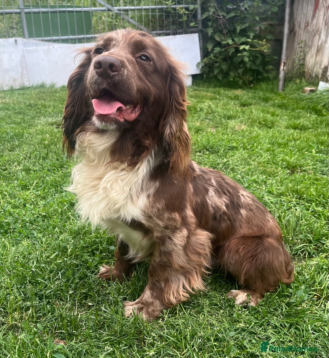 Cocker Spaniel dogs for stud: MERLE cocker spaniel at stud  in Rowlands Gill - Image 2