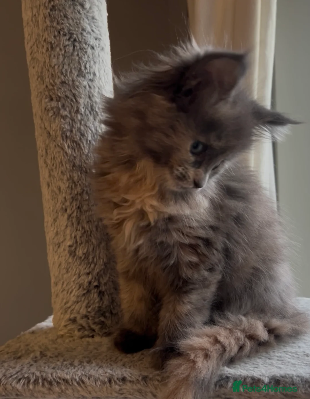 Maine Coon cats for sale: Blue Cream Tortie girl READY NOW - Advert 9