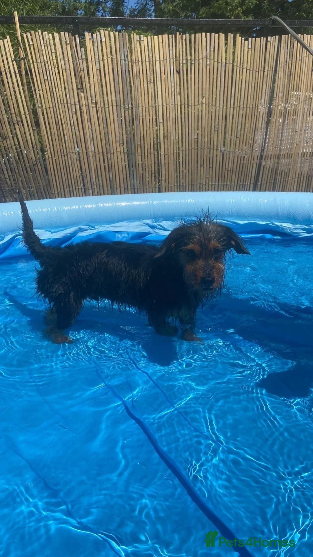 Mixed Breed dogs for sale: Trevor  in Preston - Advert 2