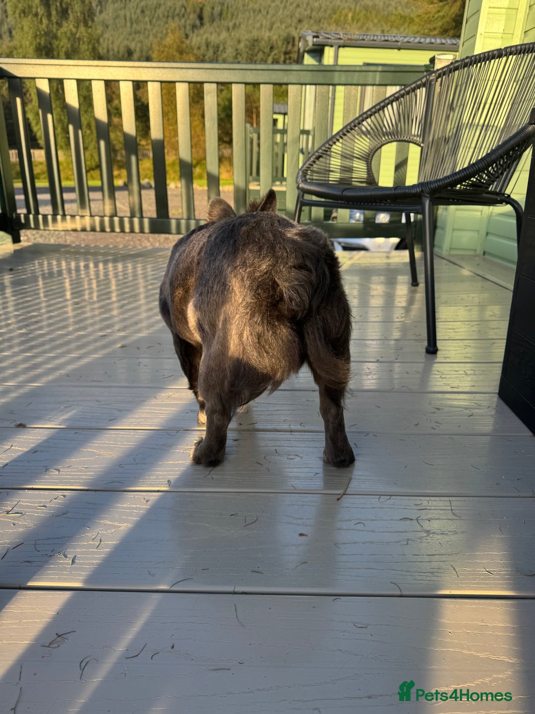 French Bulldog dogs for sale: REDUCED to £1100!!!Fluffy Frenchies in Edinburgh - Image 9