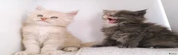 Maine Coon cats for sale: DNA health tested Maine coon kittens  - Advert 18
