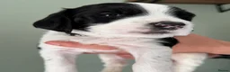 English Springer Spaniel dogs for sale: KC registered Springer Spaniel Puppies in Beauly - Advert 6