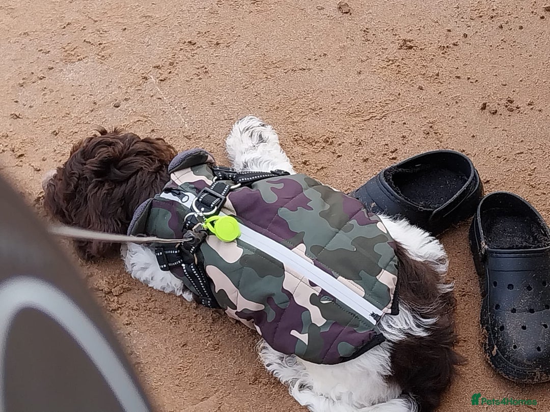 Cockapoo dogs for sale: Cockapoo puppy - Advert 3