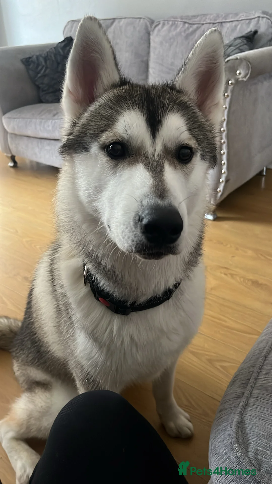 Mixed Breed dogs for sale: 1 beautiful female puppy left - Advert 4