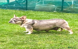French Bulldog dogs for sale: Top Notch French Bulldog puppies  - Image 16