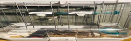 Finches birds for sale: Male & Female Pair Zebra Finches With Cage  - Advert 6