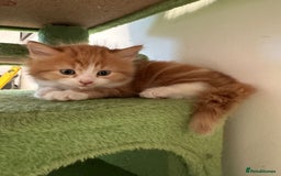 Maine Coon cats for sale: Stunning Mainecoon Kittens - Image 12