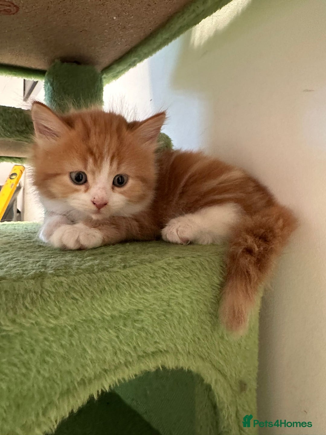 Maine Coon cats for sale: Stunning Mainecoon Kittens - Image 12