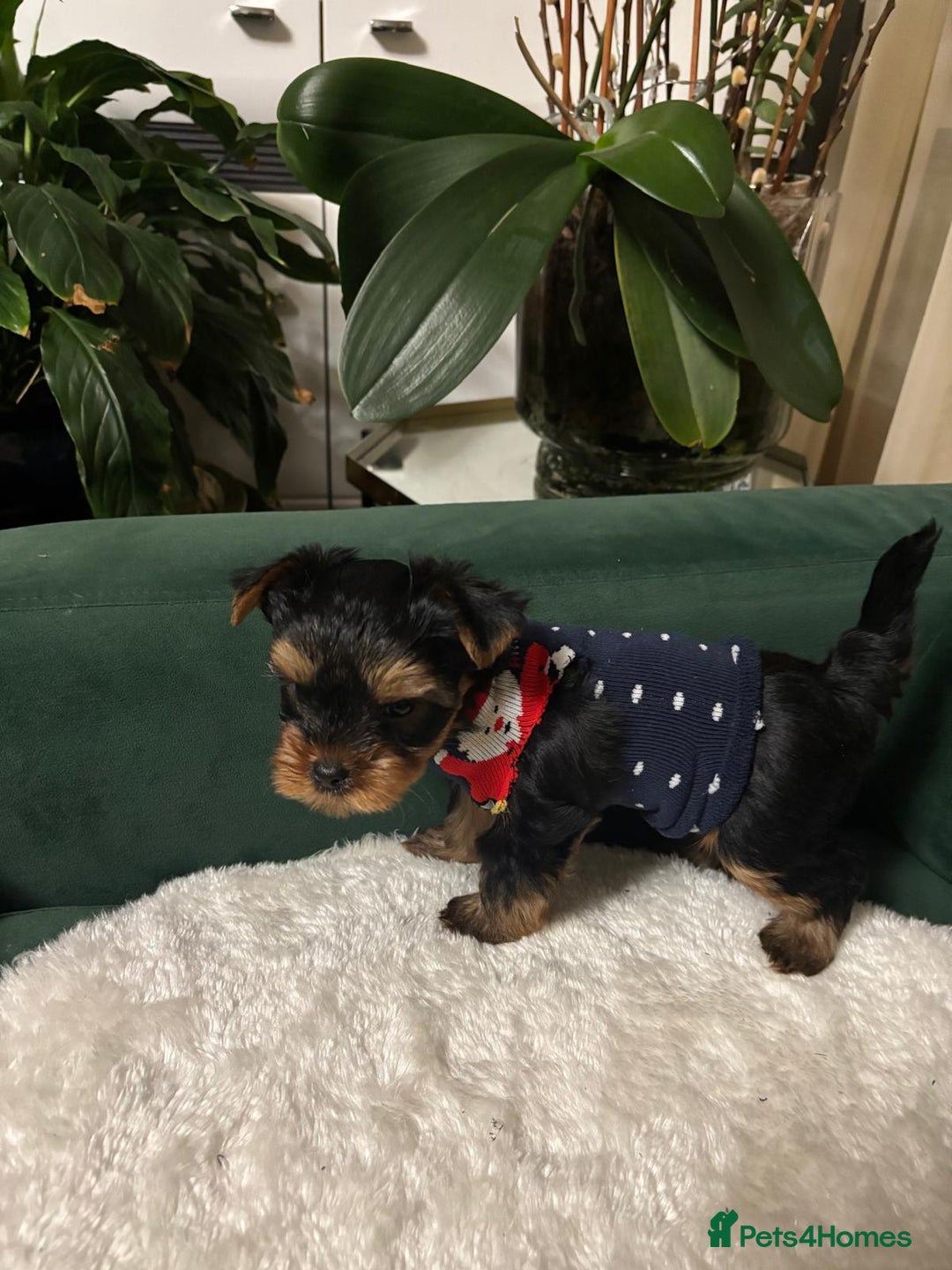 Yorkshire Terrier dogs for sale: ✨Four Adorable Yorkshire Terrier Puppies For Sale✨ - Advert 6
