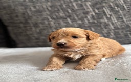 Mixed Breed dogs for sale: 6 beautiful havapoo’s - Image 22