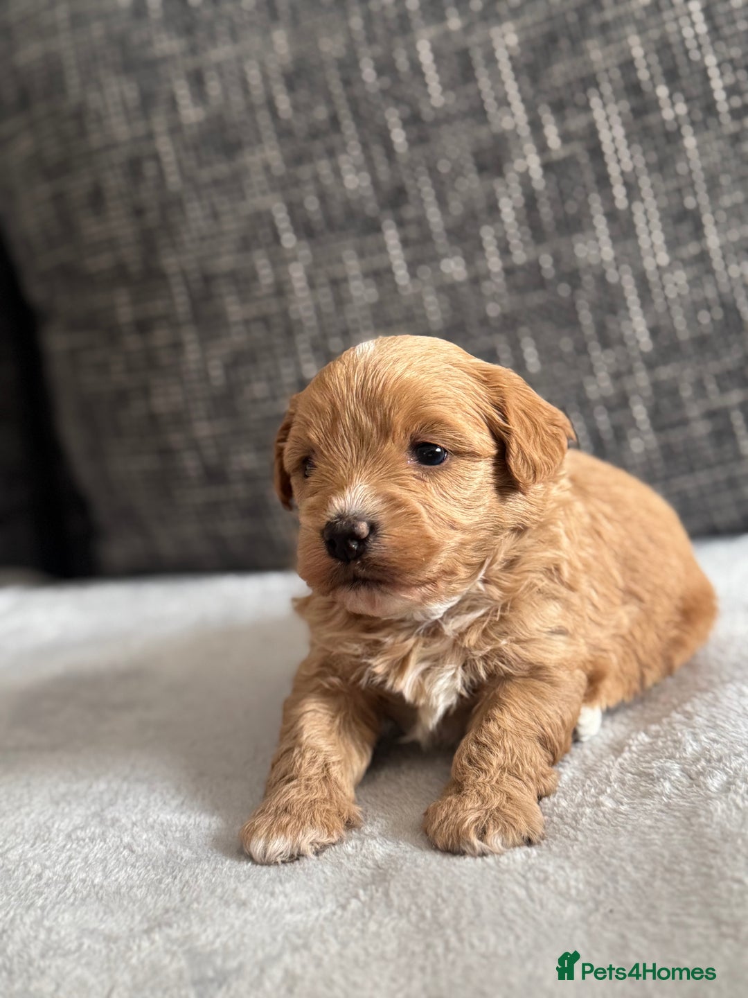 Mixed Breed dogs for sale: 6 beautiful havapoo’s - Image 22
